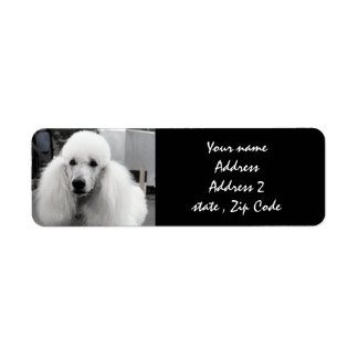Étiquettes de adresse blancs de caniche