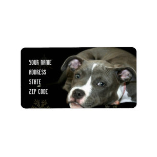 Étiquettes de adresse bleus de chiot de pitbull