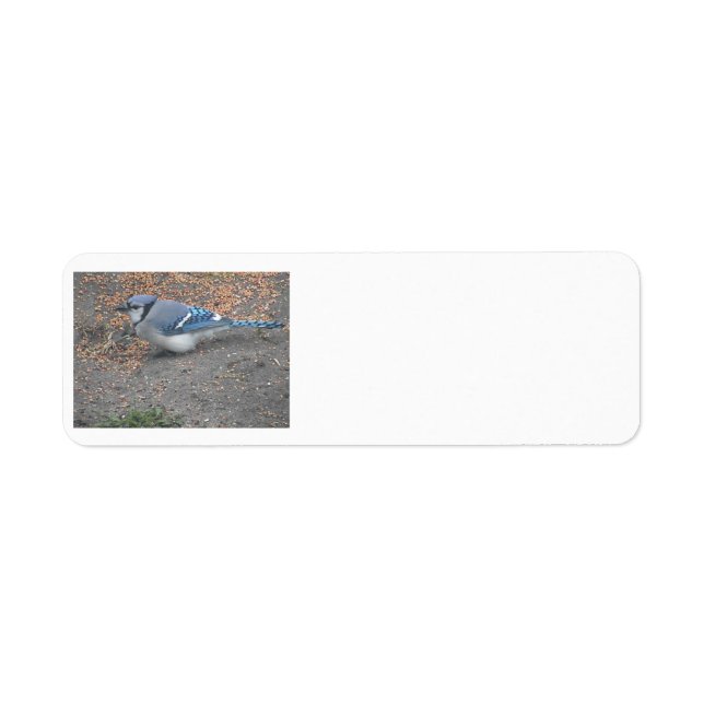 Étiquettes de adresse Blue Jay (Devant)