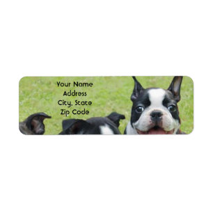 Étiquettes de adresse de Boston Terrier