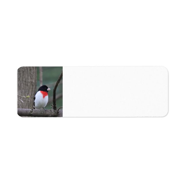 Étiquettes de adresse de Grosbeak à poitrine rouge (Devant)