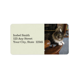 Étiquettes de adresse de Peek-a-Boo Kitty Zorro