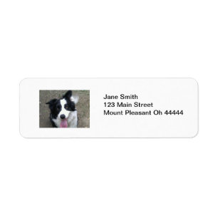 Étiquettes de adresse de retour de border collie