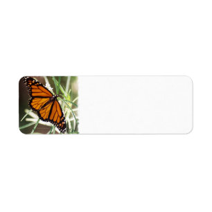 Étiquettes de adresse de retour de papillon de