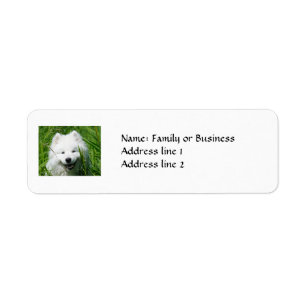 Étiquettes de adresse de retour de Samoyed