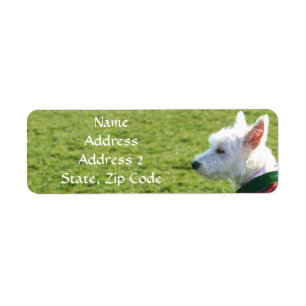 Étiquettes de adresse de Terrier blanc de montagn