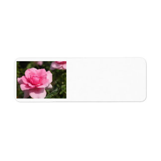 Étiquettes de adresse roses