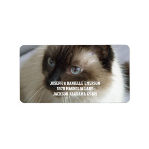 Étiquettes de adresse siamois de Kitty