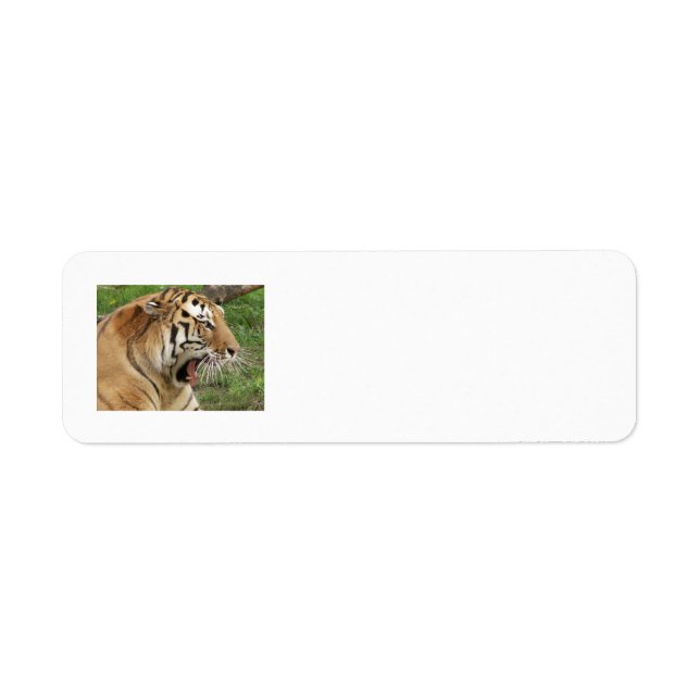 Étiquettes de adresse tigres (Devant)