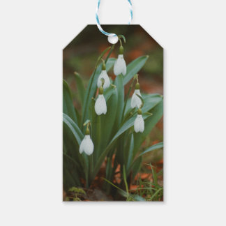 étiquettes de cadeau perce-neige