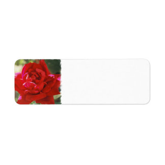 Étiquettes de l'adresse de retour Red Rose