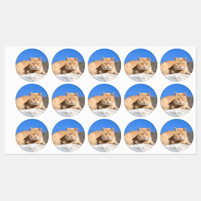 Étiquettes Lazy cat (Feuille)