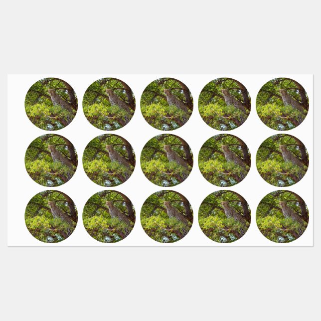 Étiquettes Leopard sur un arbre (Feuille)