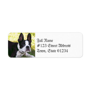 Étiquettes postales de chiot de Boston Terrier