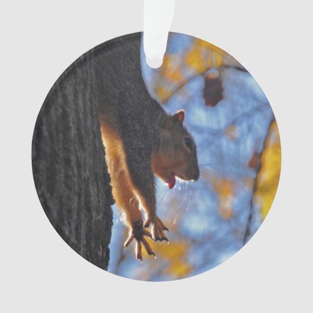 Étirage de l'écureuil (devant)