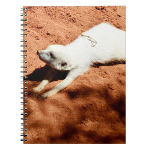 Étirement Meerkat Blanc, Carnet