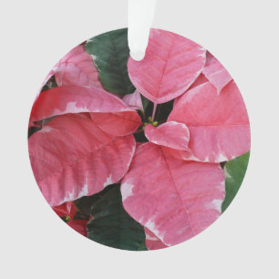 Étoile d'Argent Marbre Poinsettias Roses Fleurs de