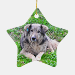 Étoile En Céramique Ornement d'étoile de chien