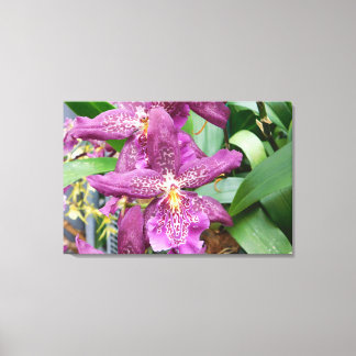 Étoile orchidées toile étirée