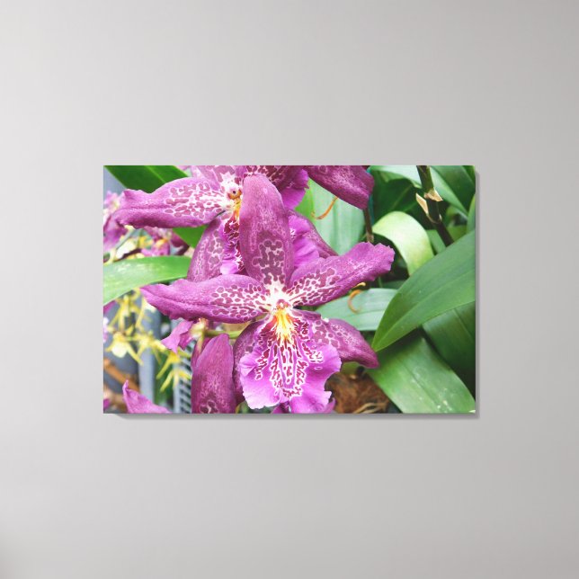 Étoile orchidées toile étirée (Recto)