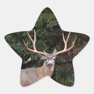 Étoile Sticker Deer Star
