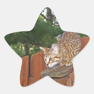 Étoile Sticker Star Savannah Cat