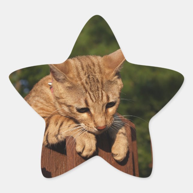 Étoile Sticker Star Savannah Cat (Devant)
