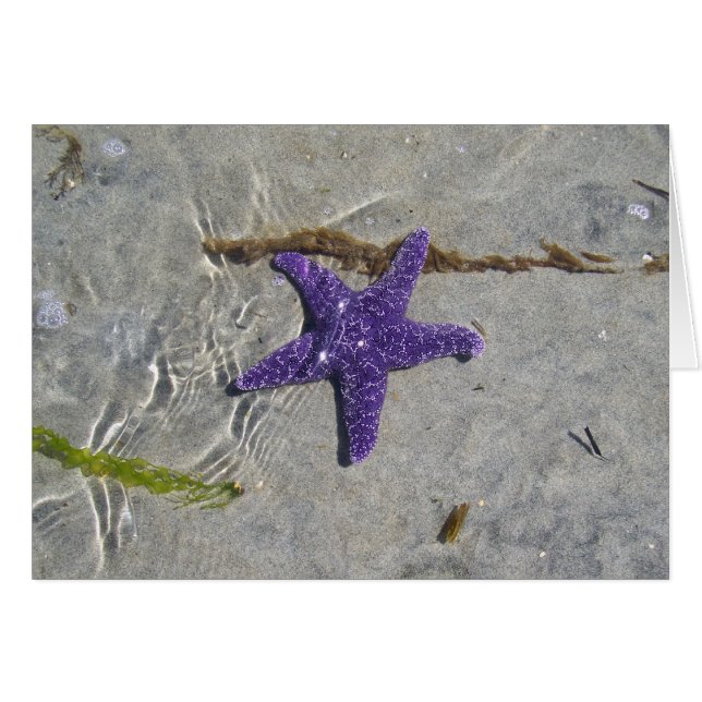 Étoiles de mer (Devant horizontal)