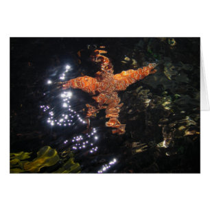 Étoiles de mer chez Tidepool