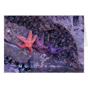 Étoiles de mer dans des couleurs multiples à la