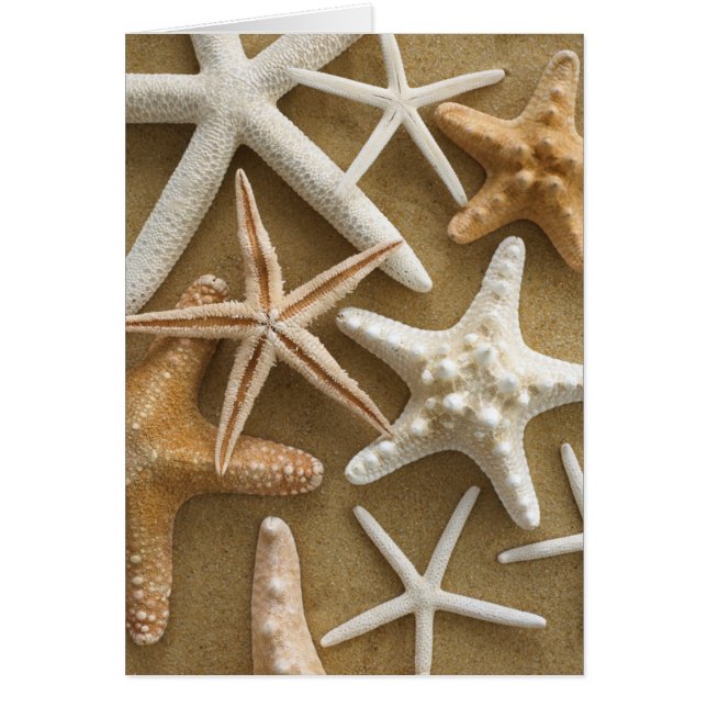 Étoiles de mer sur le sable (Devant)