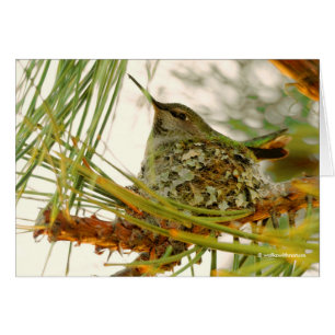 Étonnante maman colibri d'Anna sur le nid