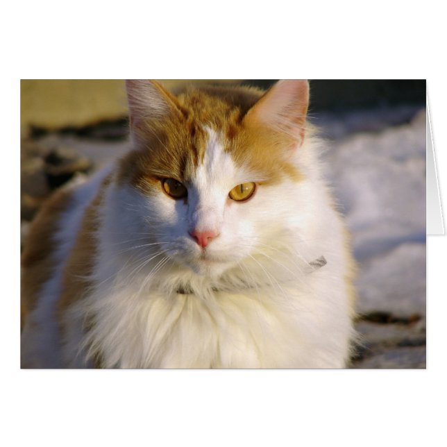 Étourdissant (Devant horizontal)