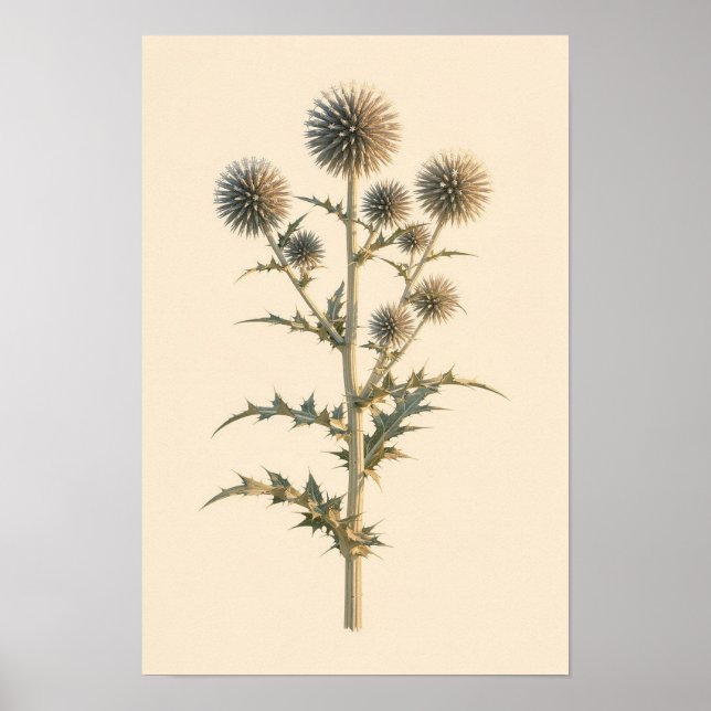 Étude botanique de chardon bleu de Chine | Affiche (Devant)