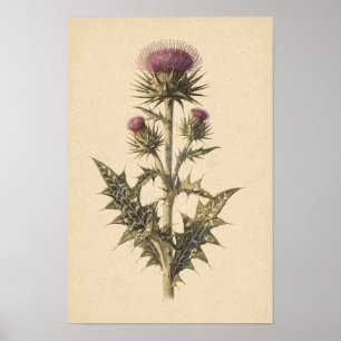 Étude botanique de Chardon-Marie Affiche 12 × 18