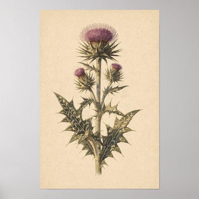 Étude botanique de Chardon-Marie | Affiche 12 × 18 (Devant)