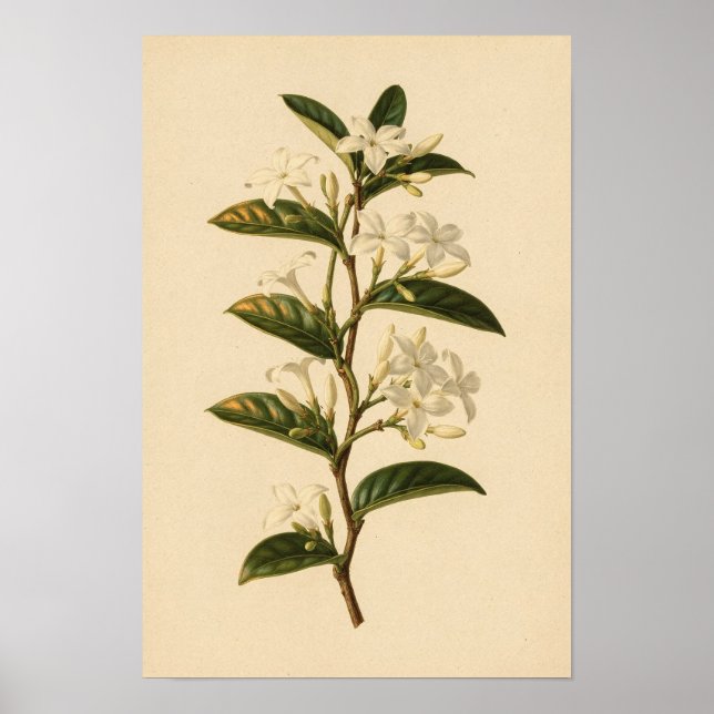 Étude botanique de jasmin étoilé | Affiche 12 × 18 (Devant)