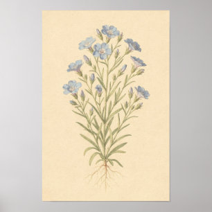 Étude botanique de lin bleu Affiche 12 × 18