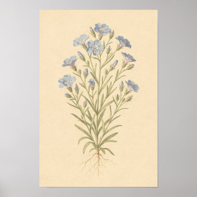 Étude botanique de lin bleu | Affiche 12 × 18 (Devant)