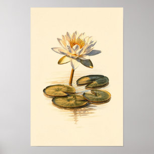 Étude botanique de nénuphar – Affiche 12 x 18
