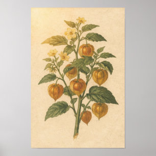 Étude botanique de Physalis Affiche 12 × 18