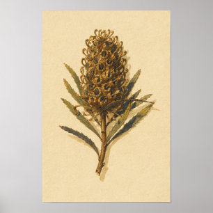 Étude botanique du cône de banksia – Affiche 12 x 