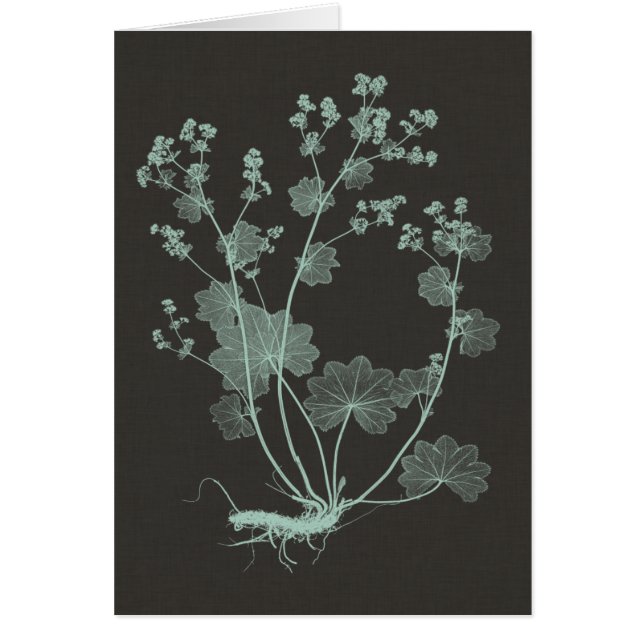 Étude de la nature de la menthe et du charbon de b (Devant)