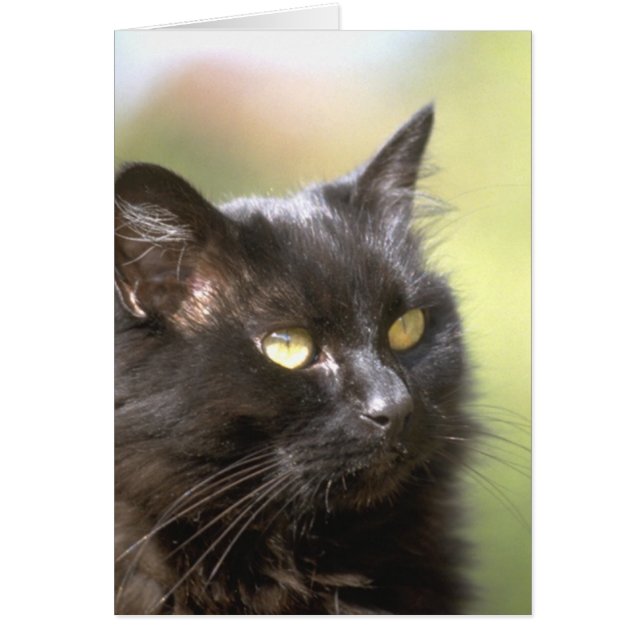 Étude de tête de chat noir (Devant)