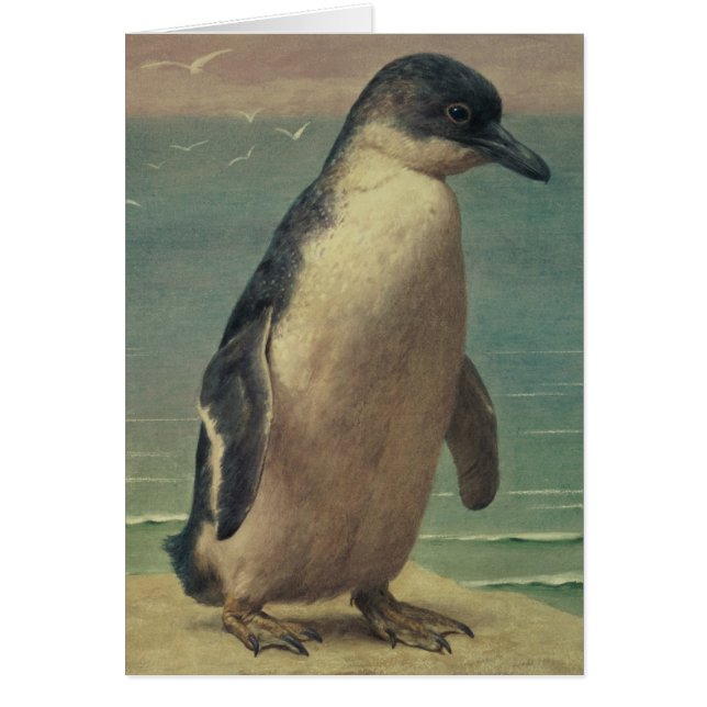 Étude d'un pingouin (Devant)