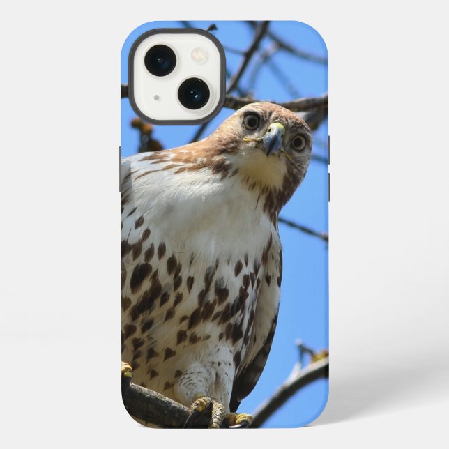 Etui iPhone 13 Buse à queue rousse, Coque Apple iPhone 13 (Verso)