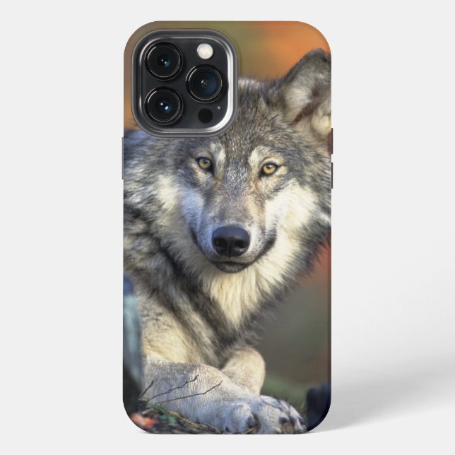 Etui iPhone 13 Pro Max Wolf Wisdom iPhone / coque ipad (Verso)