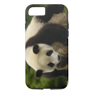 Etui iPhone Case-Mate Bébé de panda géant (melanoleuca d'Ailuropoda) 4