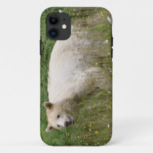 Étui iPhone faune ours Kermode