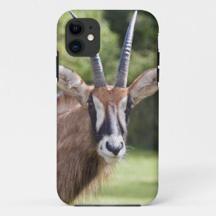Étui pour iPhone 5 Antilope roane